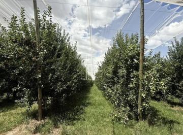 Campo · 130000ha · Venta - Chacra en Producción en Villa Regina - R047