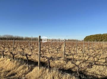 Campo · 500000ha · Venta - Chacra con Plantación de Vid en Mainque - R048