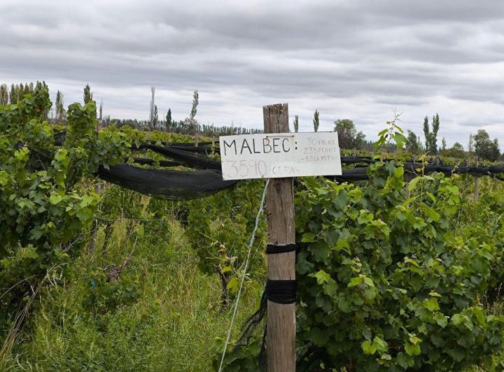 Campo en venta en San Rafael