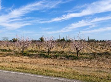 Campo , Santa María de Oro · En Venta 25.8 Has en Santa Maria de Oro - Rivadavia Mendoza