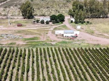 Campo · 170ha · Venta de Finca de 595 Has - San Martin, Mendoza