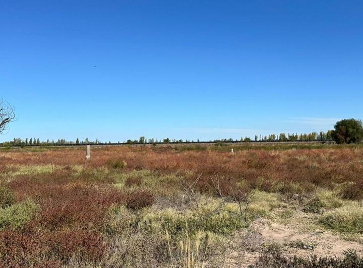 Campo · 80ha