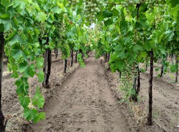 Campo · 7ha · Finca con Parral y Ciruelos en San Martin