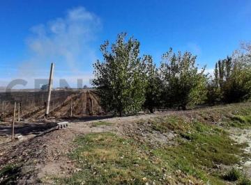 Terreno · 1m² · 8 Ambientes · 1 Cochera · Finca de 31 Ha con Cañon y Malla Antigranizo en San Martin, Mendoza
