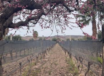 Terreno · 27000m² · Venta Finca 27.000 m², Lunlunta Maipu