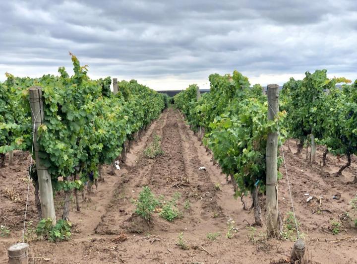 Campo · 200m² · 1 Ambiente