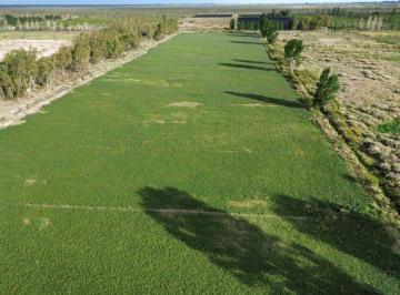 Campo , La Dormida · Vende Finca de 48 Ha - Tanque Australiano, D° a Riego, Pozo - Santa Rosa
