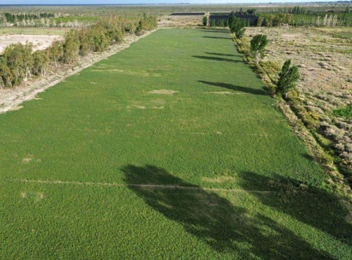 Campo · 48ha