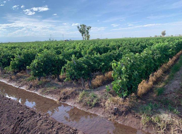 Campo · 25ha