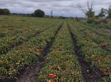 Campo · Alquiler de Finca 16 Hectáreas – Tierra Productiva con Derecho a Riego