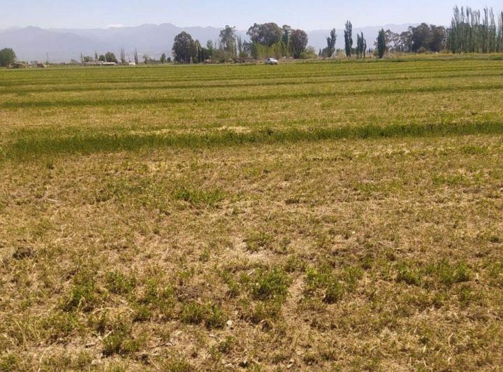 Campo · 6ha