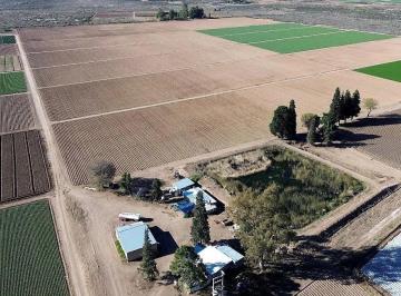 Campo , Rodeo del Medio · Venta Finca Productiva de 40 Ha - Amplios Recursos Hídricos – Maipú
