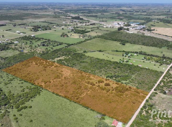 Campo