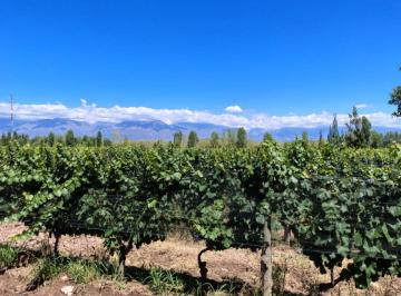 Campo , Tunuyán · Finca Guemes Tunuyan, Mendoza