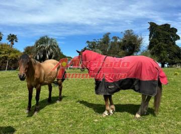 Foto1 · Chacra en Venta San Carlos