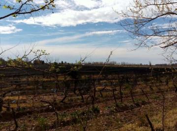 Campo , San Rafael · Excepcional Finca de 10 Hectáreas, Oportunidad! San Rafael Mendoza