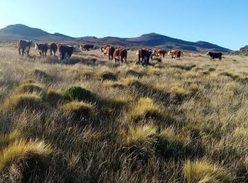Terreno , Futa Ruin · Alquiler de Campo en Futa Ruin 2500ha