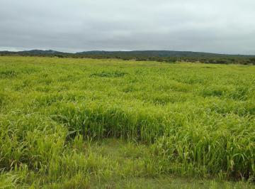 Campo · 2100ha · 4 Ambientes · Se Vende Campo Ganadero 2.100 Ha en Pampa de Pocho | Armado y en Producción