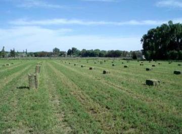 Campo · 1500000ha · Venta Chacra 150 Ha, Ruta Nac 250, Km 264, Pomona, Valle Medio Rio Negro