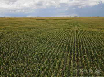 Campo · 447ha · Campo en Venta de 447 Has en Espigas
