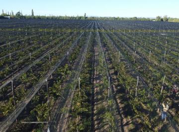 Campo · 150m² · Finca de Viñedos de 24 Ha en Cuadro Bombal