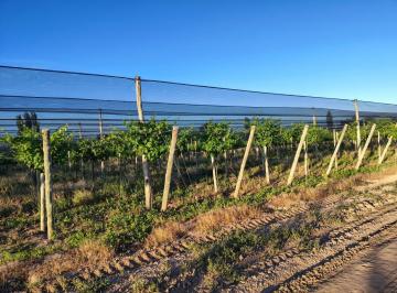 Campo · 140m² · 3 Ambientes · Finca de 9 Ha en Producción en Salto de Las Rosas