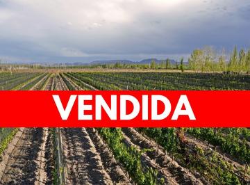 Campo · 80000m² · Finca Malbec 8 Ha | Rama Caída, San Rafael