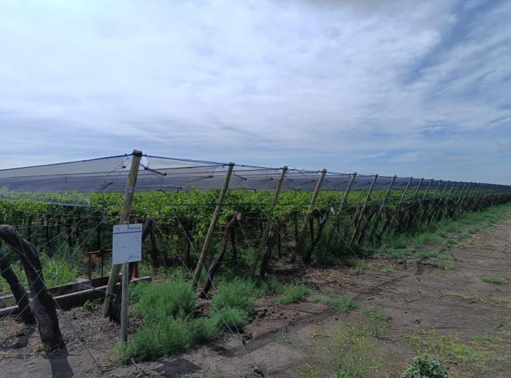 Campo · 1000000m²