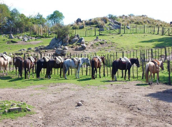 Campo · 14000ha