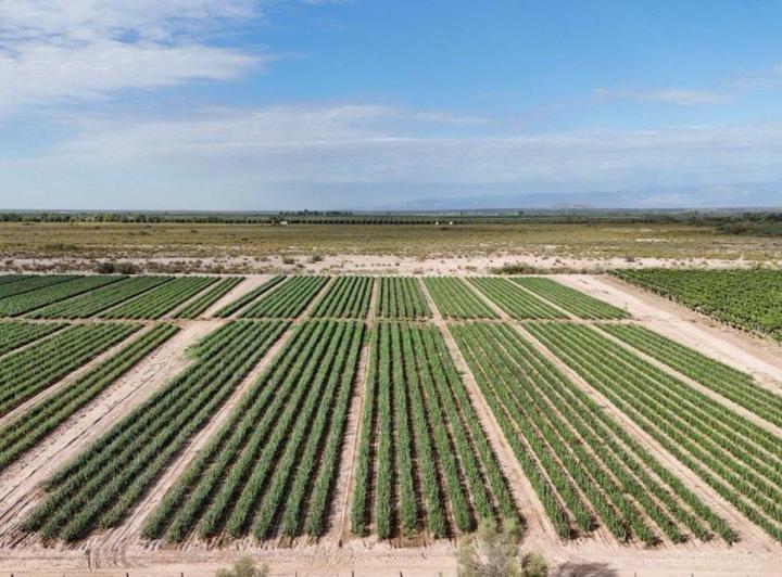 Campo · 20ha