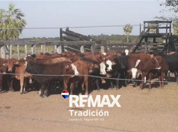 Campo · 1470ha · Venta Campo Ganadero 1470 Ha Pcia de La Plaza