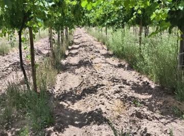 Campo · 350000m² · 4 Ambientes · Venta Finca 36 Has - Los Otoyanes, Junin, Mza