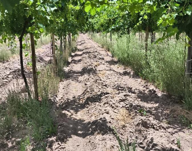 Campo · 350000m² · 4 Ambientes