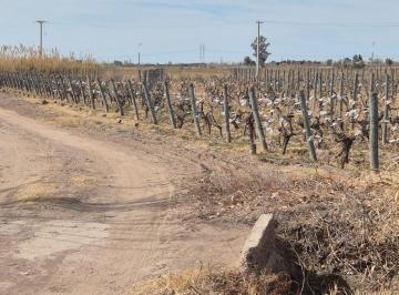 Campo · 720000ha · Venta Finca de 72 Has en Isla Grande, San Roque – Maipú, Mza