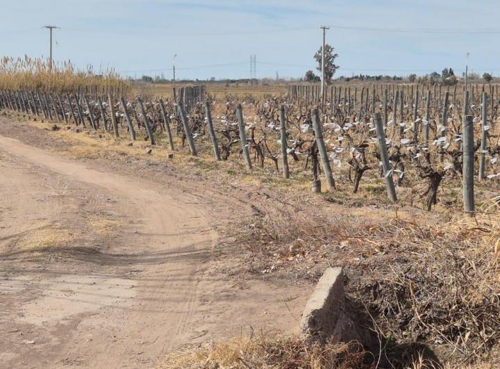 Campo · 720000ha
