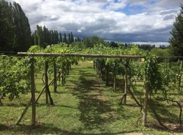 Campo , Luján de Cuyo · Espacio Enogastronómico, Funcionando con Bodega Artesanal en Serranías de Lunlunta. Luján. 8000 m².