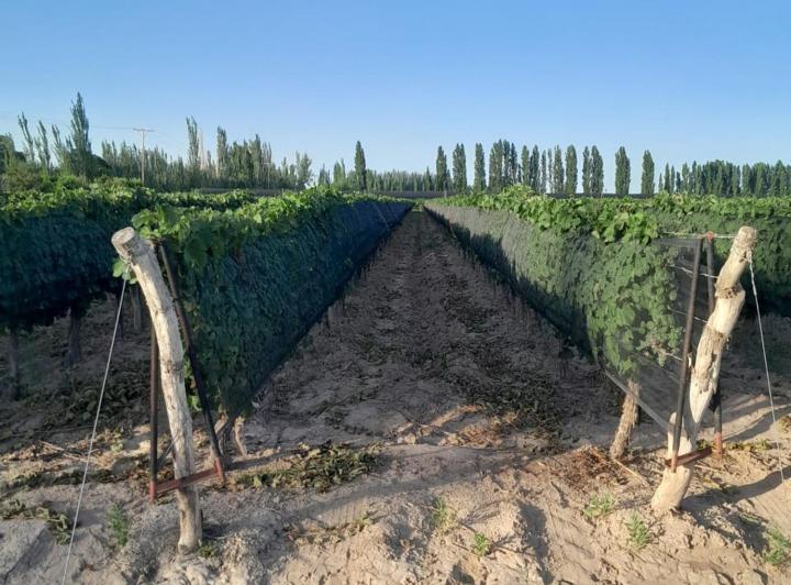Campo · 210ha