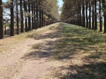 Campo · 170ha · 170has en Venta - Departamento Rosario del Tala!
