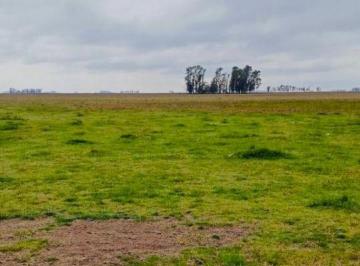 Campo , Las Flores · Alquiler: Excelente Campo Ganadero de 1.000 Ha en Las Flores | Costa de Arroyo y Alta Receptividad