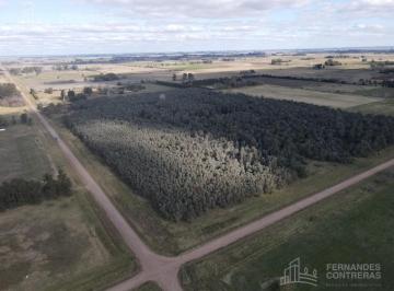 Campo · 180000ha · Chacra en San Miguel del Monte