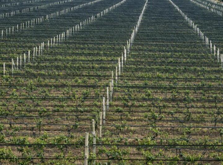 Campo · 120ha