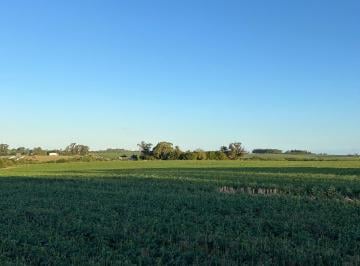Terreno de 9 ambientes, Uruguay · Campo Agrícola 82 Has, a 5 Km de Rutas 1 y 22, con Casa del 2013, con 5 Dorm.