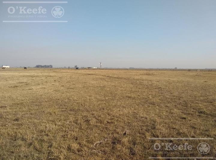 Campo · 165ha