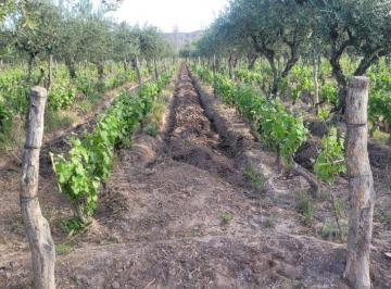 Terreno , Cruz de Piedra · Finca, Lunlunta - Maipú