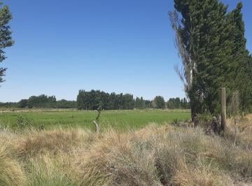 Terreno · 65000m² · Terreno en Senillosa