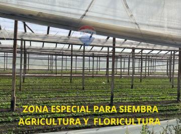 Campo · 40000m² · Campo en Venta 4 Hectarias Abasto La Plata Chacra