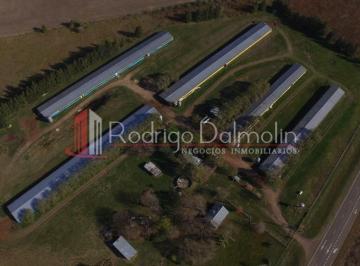 Terreno · 1000m² · 1 Ambiente · Vendo. Granja Avícola de Crianza de Pollos Para Frigorífico.
