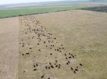 Campo · 600ha · Campo en La Francia