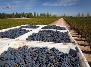 Terreno · 1000m² · Tupungato Reserve | Lotes con Viñedo Propio en Valle de Uco – Tu Propia Marca de Vino y Alta Renta T