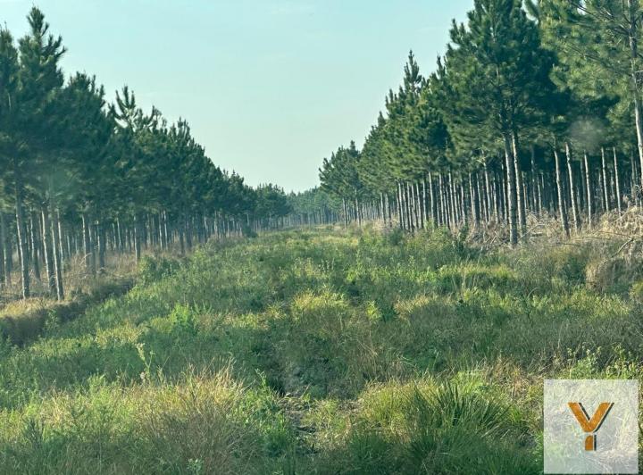Campo · 4330000m²